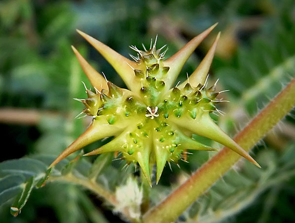 Tribulus Terrestris Extract
