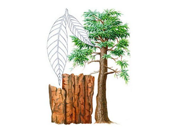 Yohimbe Extract