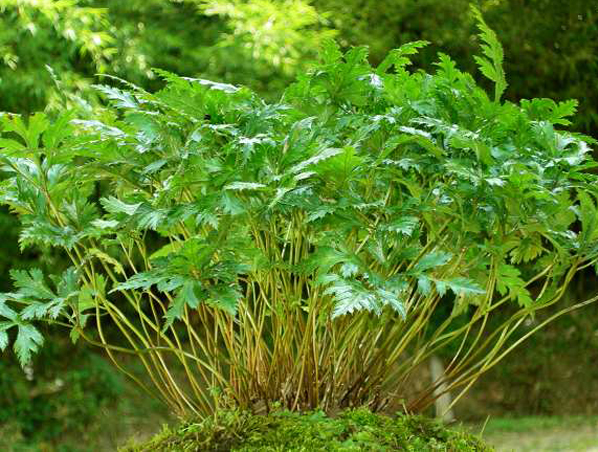 Golden Seal Root Extract