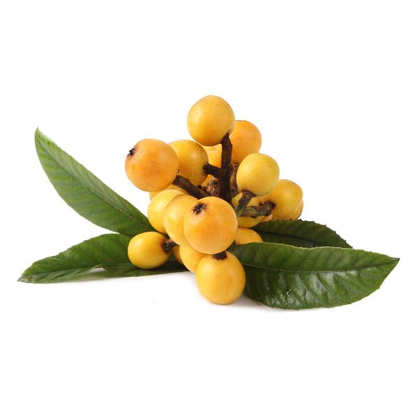Loquat Leaves Extract