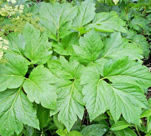 Ashitaba Extract
