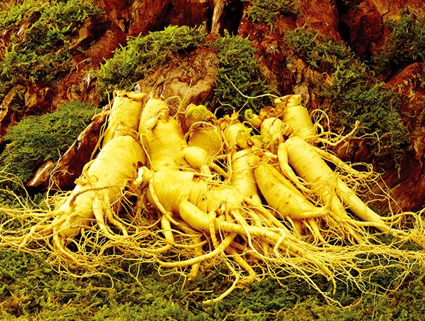 Ginseng Extract
