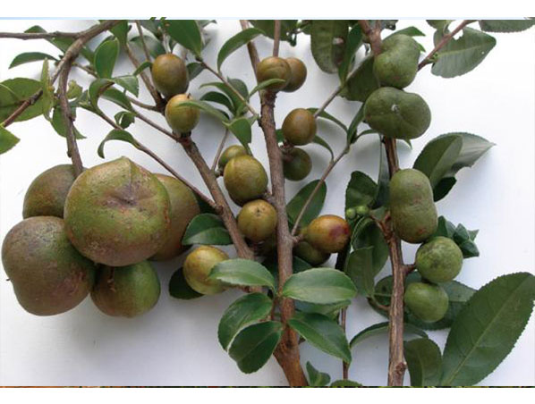 Camellia Seed Extract