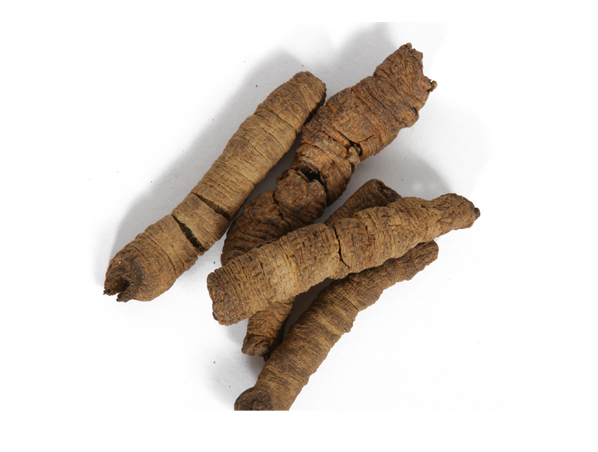 Morinda Root Extract