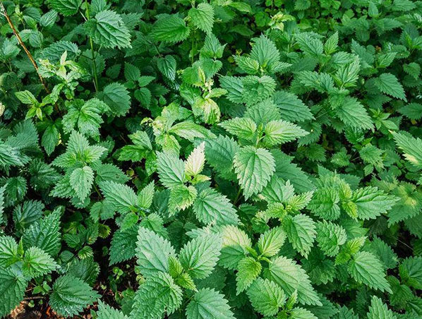 Nettle Extract