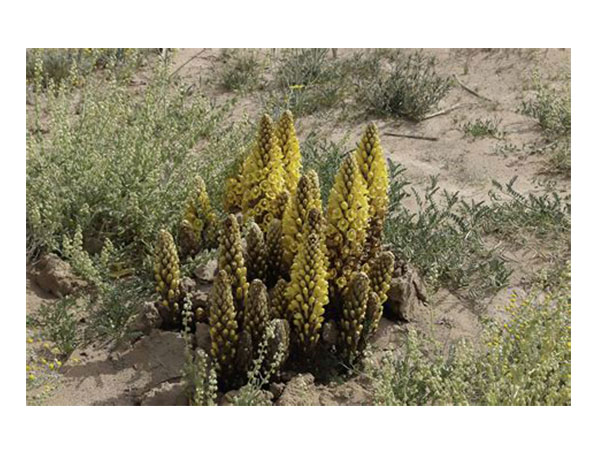 Cistanche Deserticola Extract