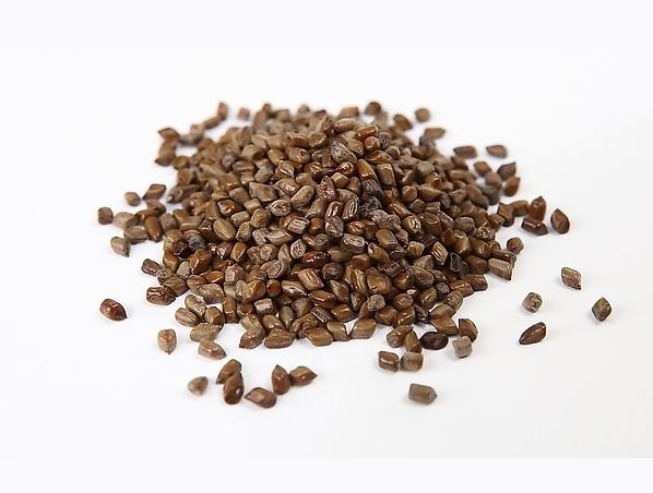 Cassia Seed Extract