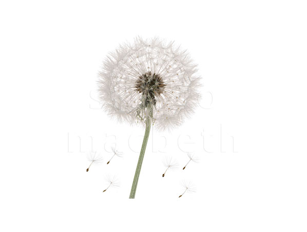 Organic Dandelion Extract/Dandelion Extract