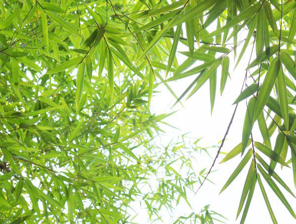 Bamboo leaves Extract
