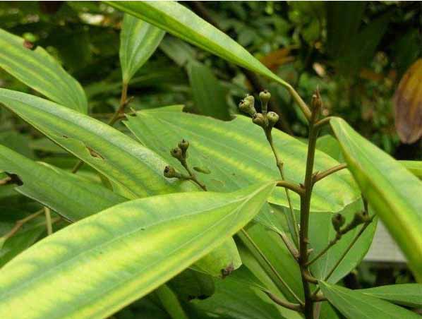 Cinnamon Extract
