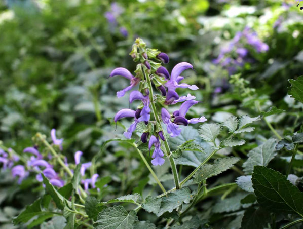 Salvia Root Extract