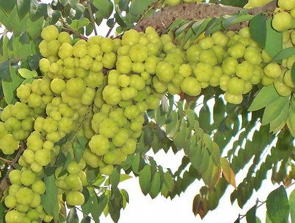 Amla Extract 
