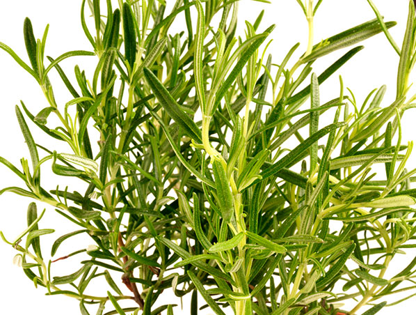 Rosemary Extract