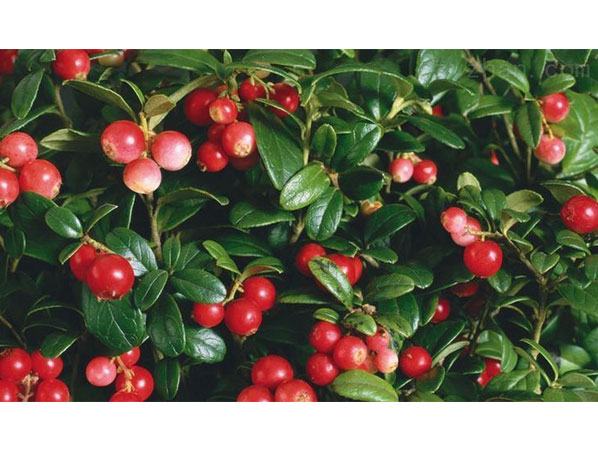 Rosehip Extract