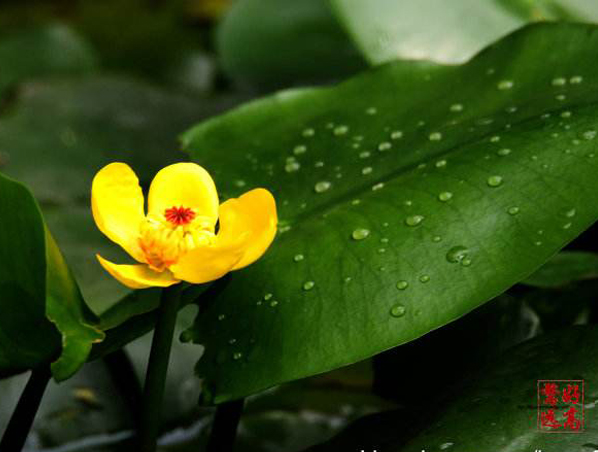 Nuphar Pumilum Root Extract