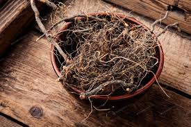 Maral Root Extract
