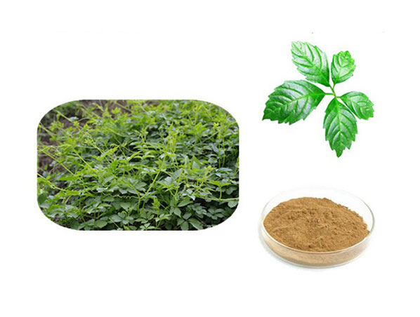 Gynostemma Extract