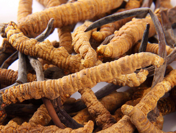 Cordyceps Extract