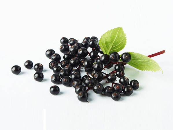 Elderberry Extract
