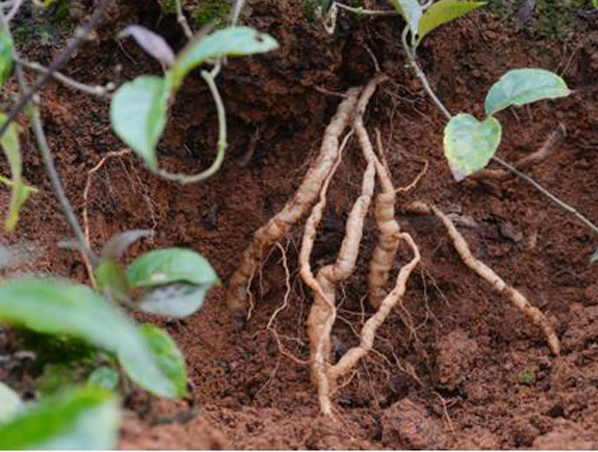 Morinda Root Extract