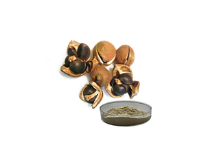 Camellia Seed Extract