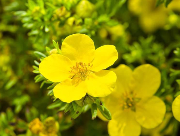 Evening Primrose Extract